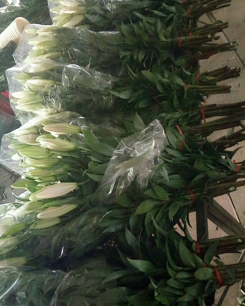 粉香水百合索棒基地直发。