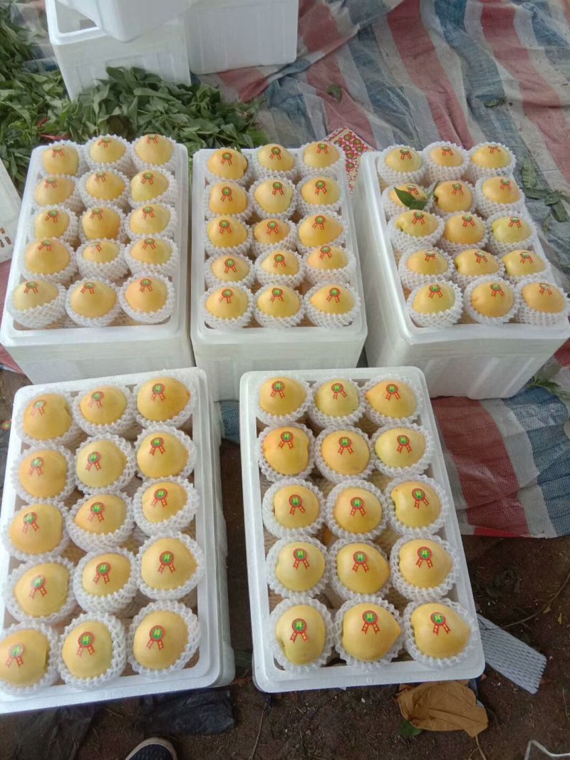陆地黄油桃，黄金蜜，金秀蜜，油蟠桃品种齐全质量好品种齐全