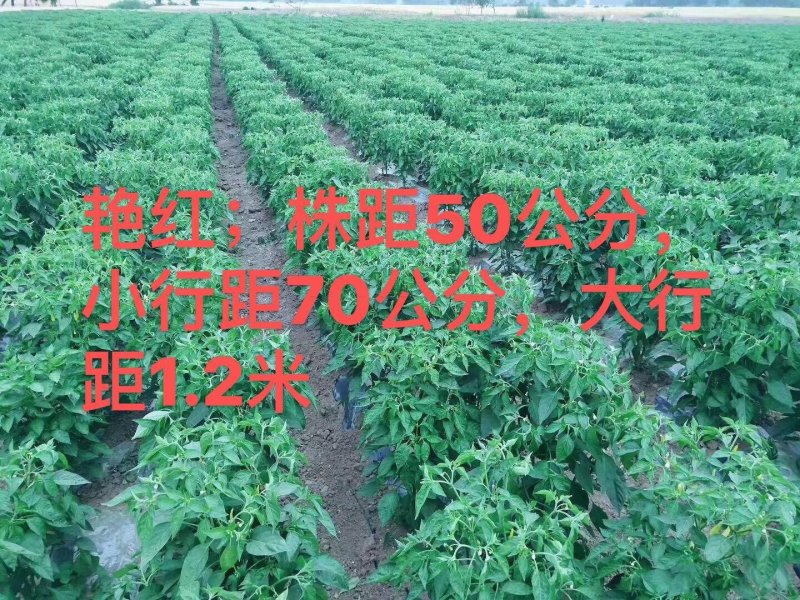 高产早熟高辣大果艳红高辣天宇辣椒苗