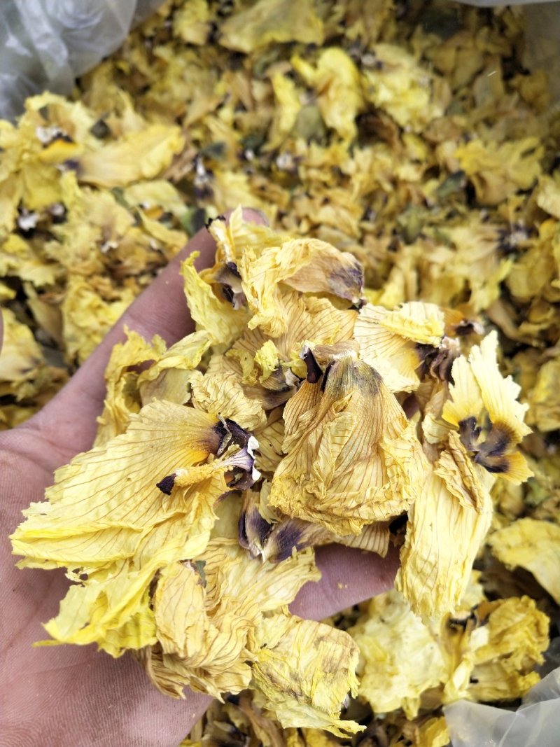 黄蜀葵花大货长年供应杨庆磊