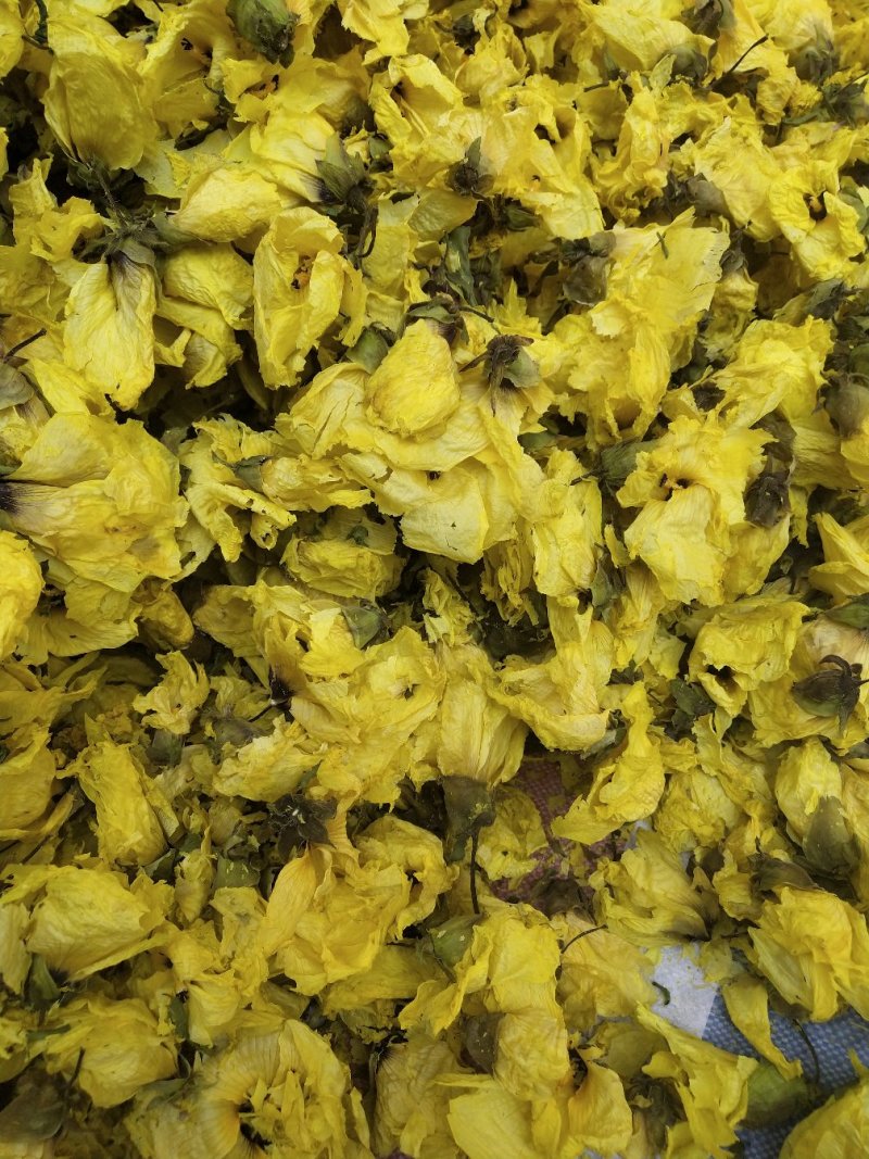 黄蜀葵花大货长年供应杨庆磊