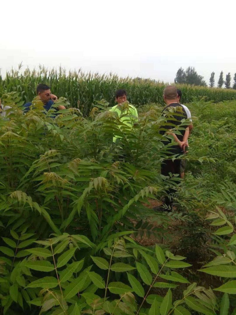 急处理1到3公分红油香树苗，免费提供种植技术