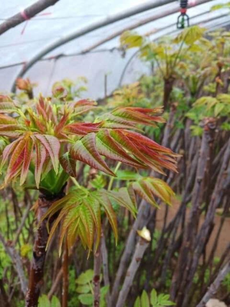 急处理1到3公分红油香树苗，免费提供种植技术