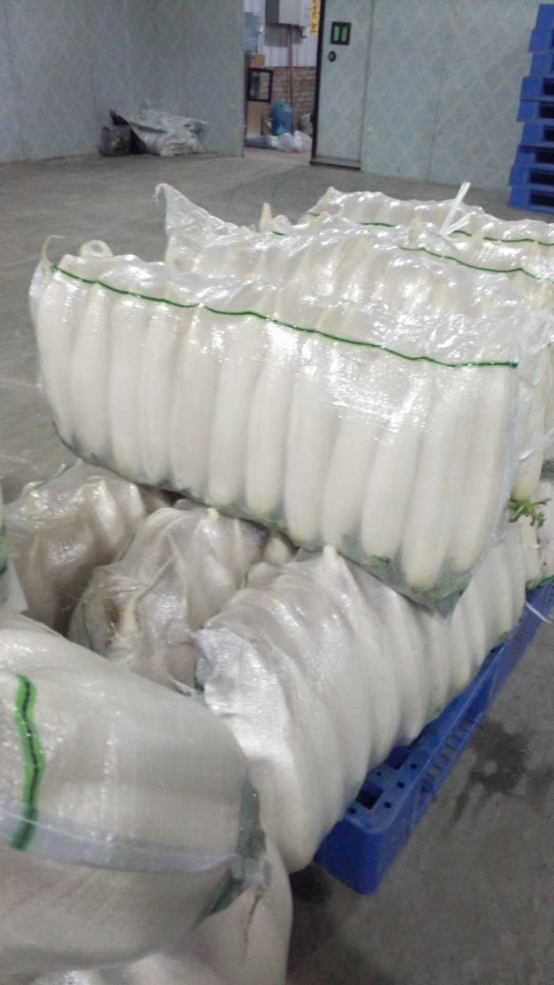精品白萝卜产地，超市，市场，适合各种包装