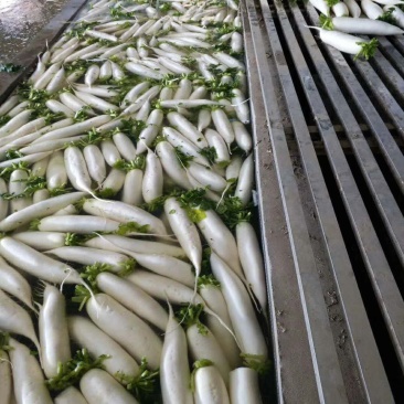 精品白萝卜产地,超市,市场,适合各种包装