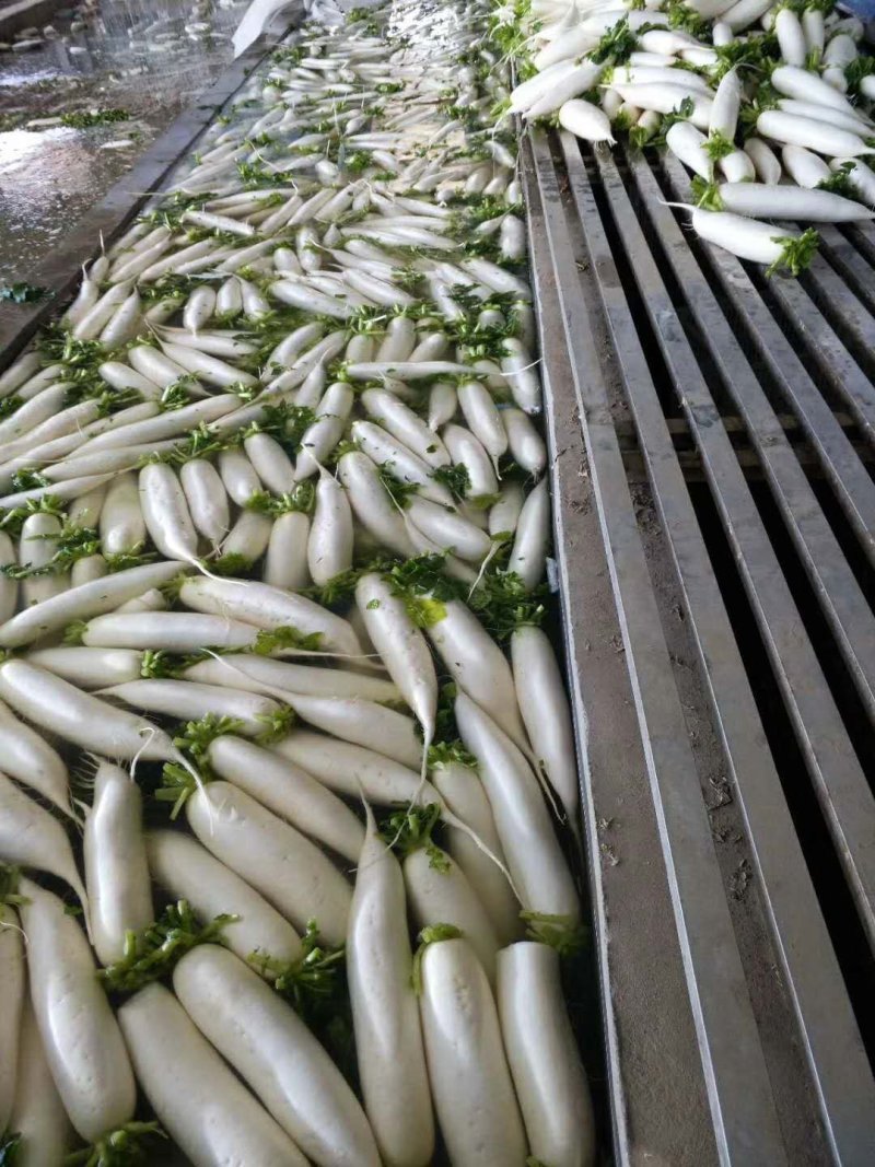 精品白萝卜产地，超市，市场，适合各种包装