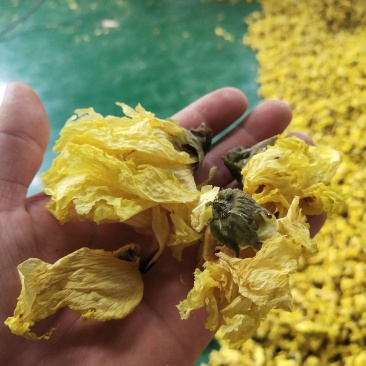 黄蜀葵花