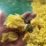 黄蜀葵花