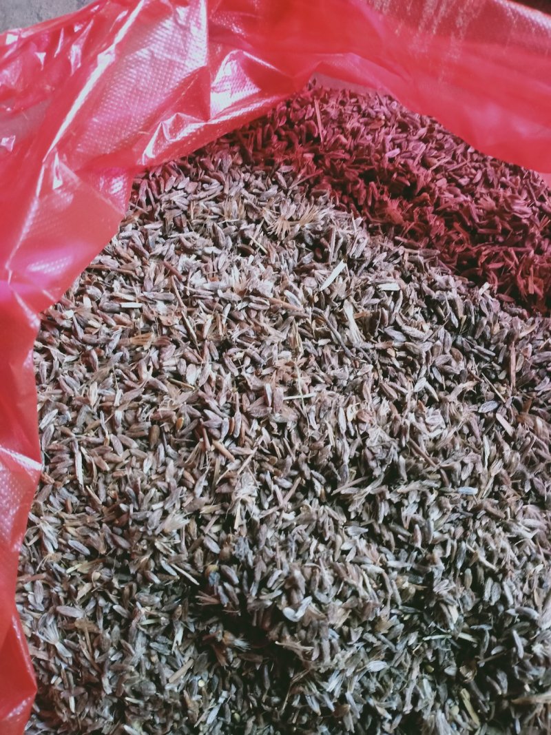 苍术苗，朱沙点苍术种子三门峡卢氏产地直销苍术籽，苍术苗
