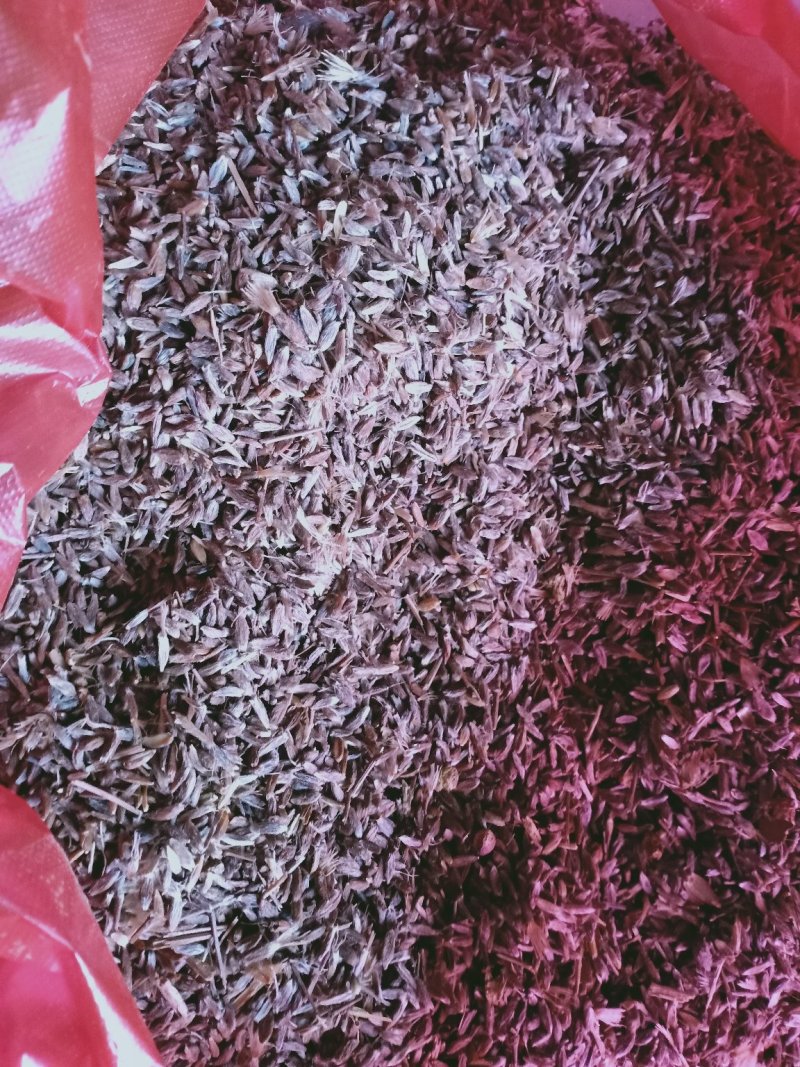 苍术苗，朱沙点苍术种子三门峡卢氏产地直销苍术籽，苍术苗