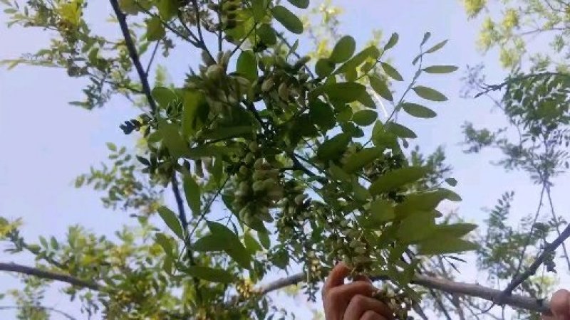大山里洋愧花纯花骨大量供货当天发