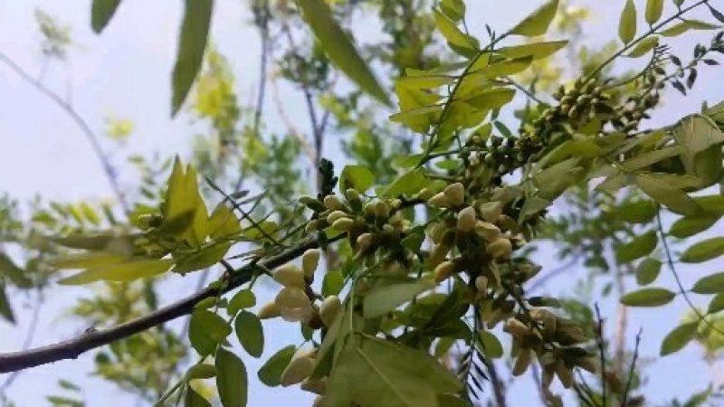 大山里洋愧花纯花骨大量供货当天发