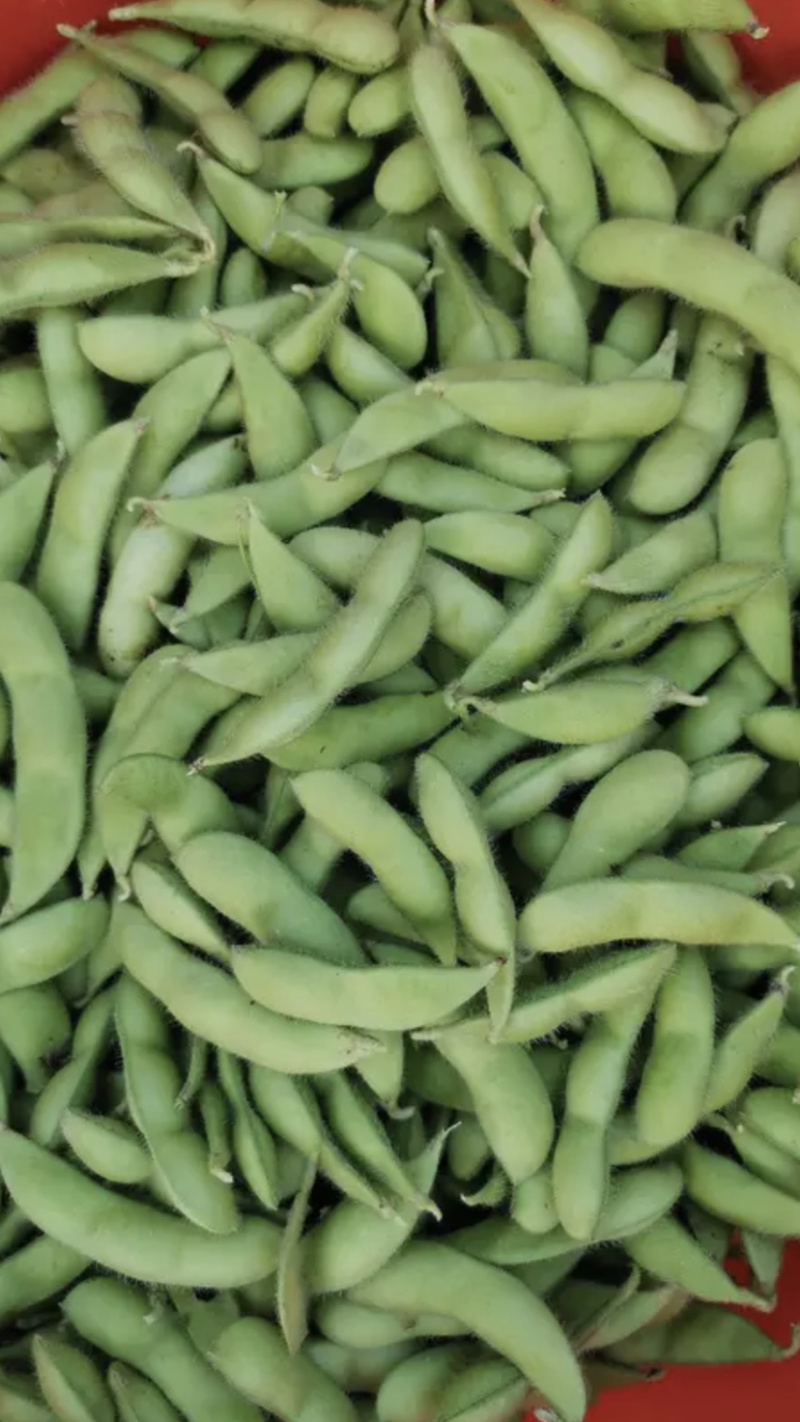 东台毛豆精品毛豆物美价廉