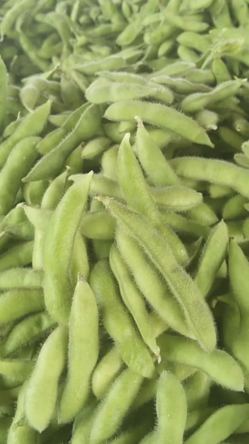 东台毛豆精品毛豆物美价廉