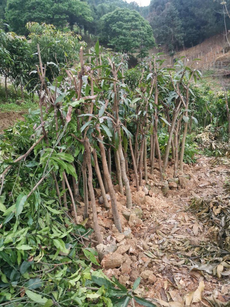 绿化芒果树，新农村建设的需要