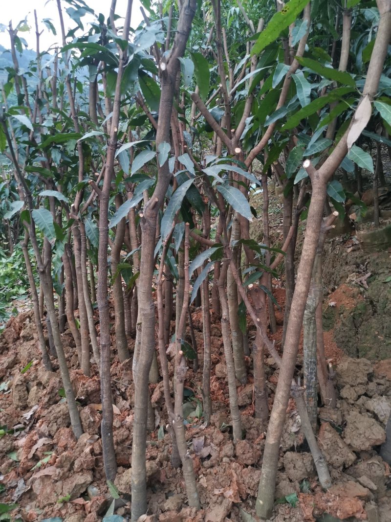 绿化芒果树，新农村建设的需要