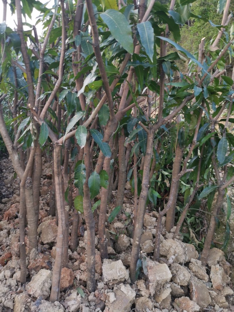 绿化芒果树，新农村建设的需要