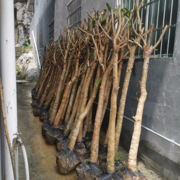 绿化芒果树，新农村建设的需要