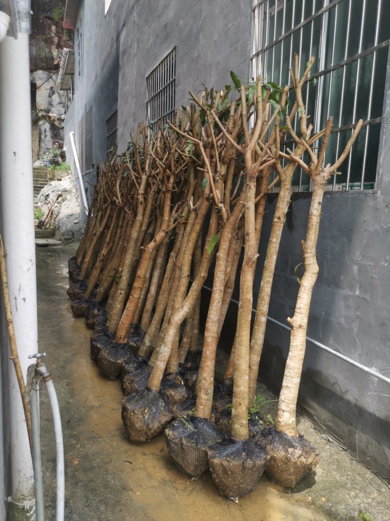 绿化芒果树，新农村建设的需要