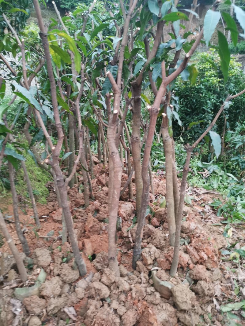 绿化芒果树，新农村建设的需要