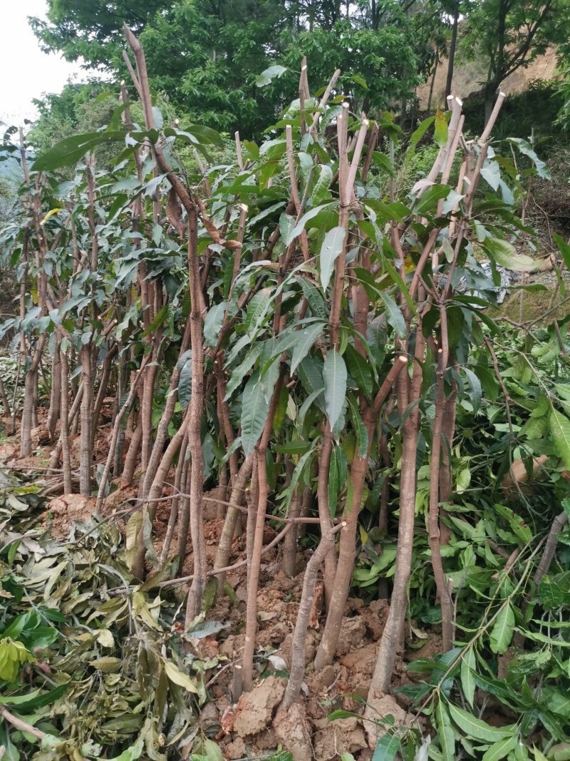 绿化芒果树，新农村建设的需要