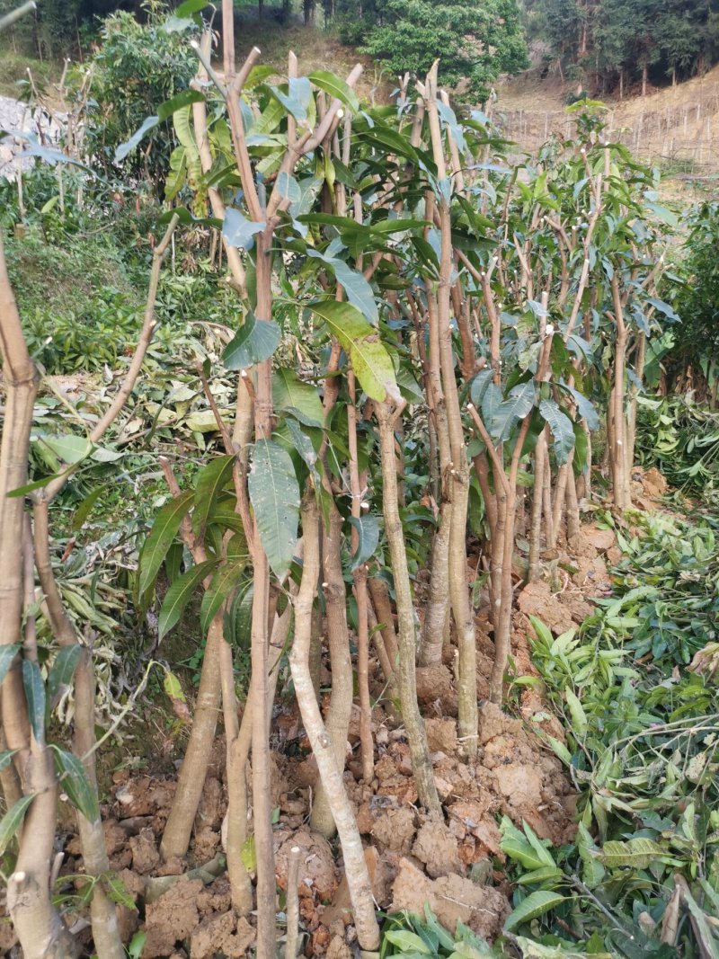 绿化芒果树，新农村建设的需要