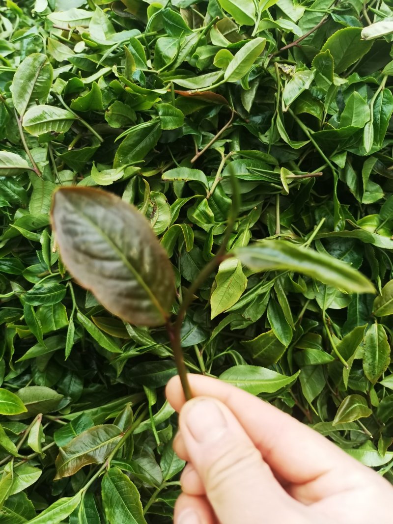 普洱茶