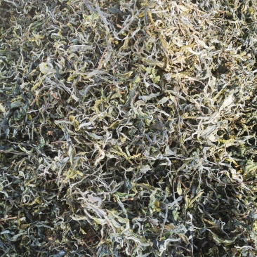普洱茶