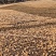 2025稻花香新米东北大米基地直供纯正稻花香大米五常大米