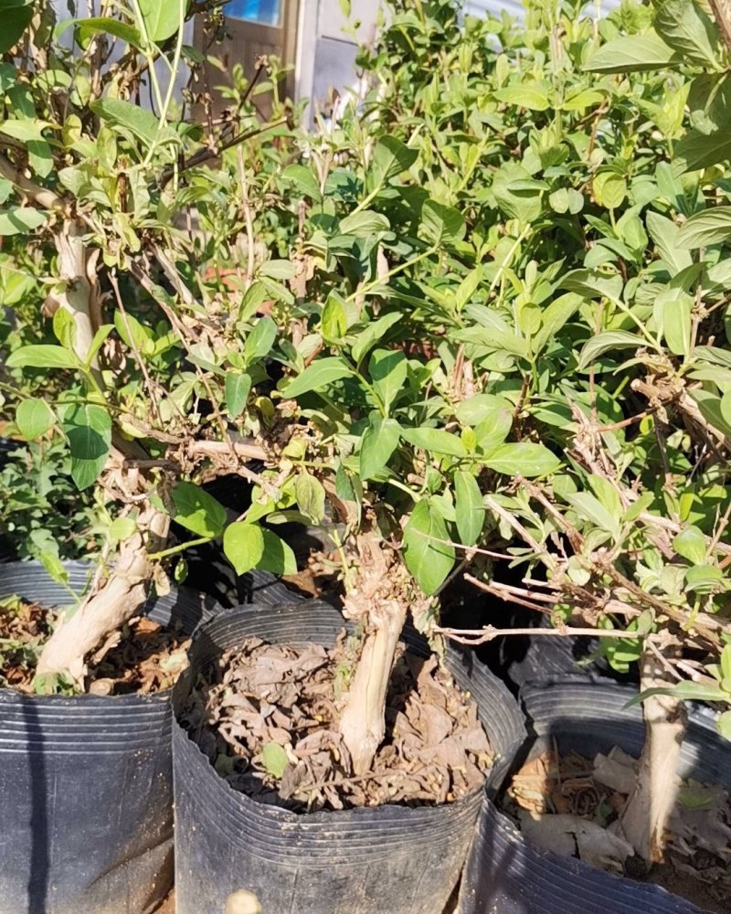 基地直销金银花盆景适合南北方种植可地栽经济收入