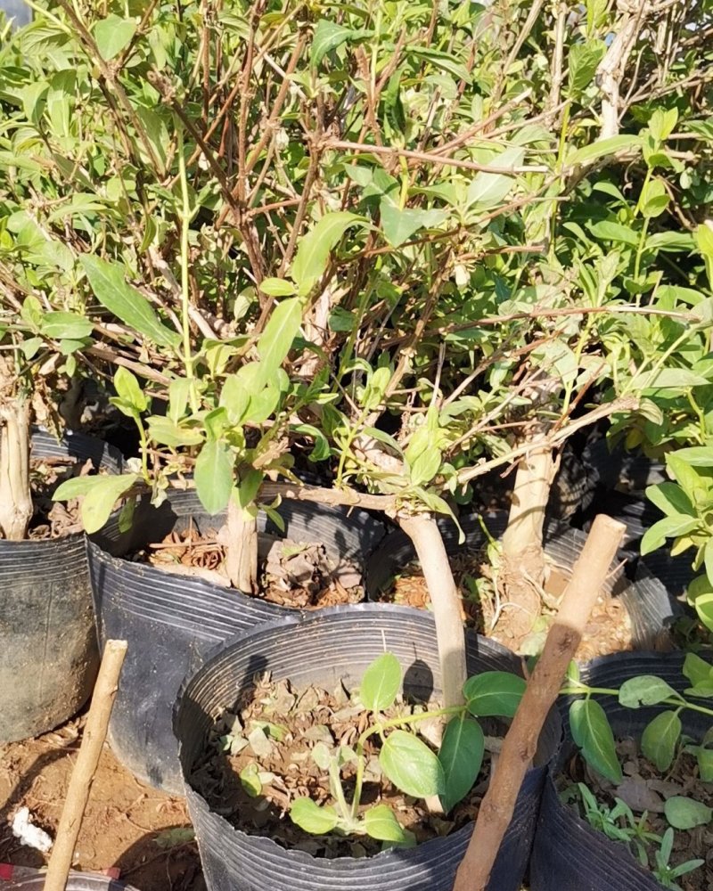 基地直销金银花盆景适合南北方种植可地栽经济收入