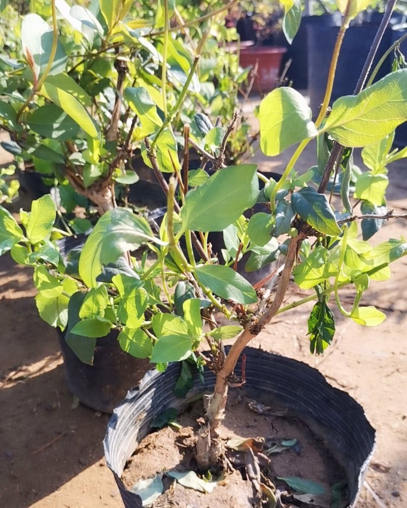 基地直销金银花盆景适合南北方种植可地栽经济收入