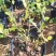 基地直销金银花盆景适合南北方种植可地栽经济收入