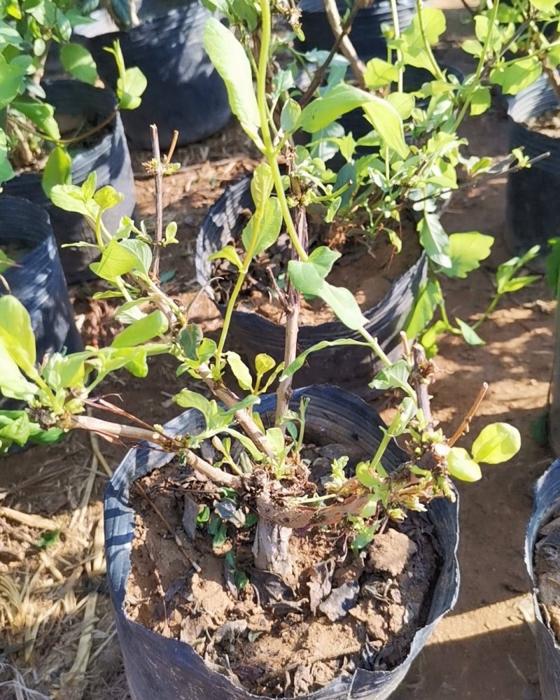 基地直销金银花盆景适合南北方种植可地栽经济收入