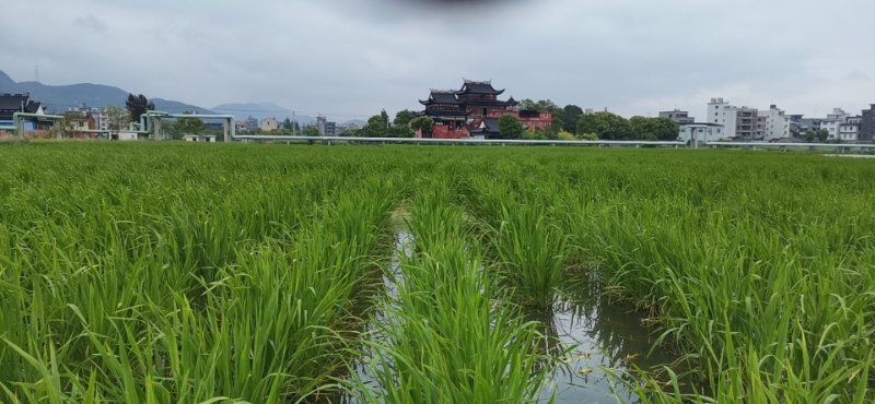 文成高山茭白