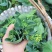 菜苔干