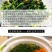 菜苔干