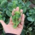 菜苔干