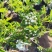基地直销山楂盆景苹果盆景梨树盆景多重果树盆景