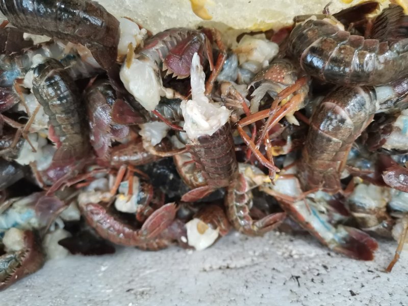 龙虾尾