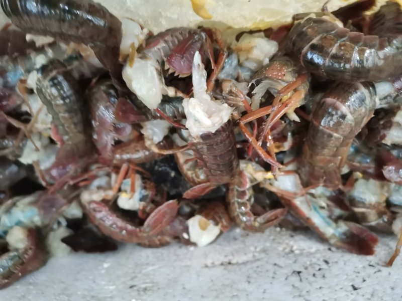 龙虾尾