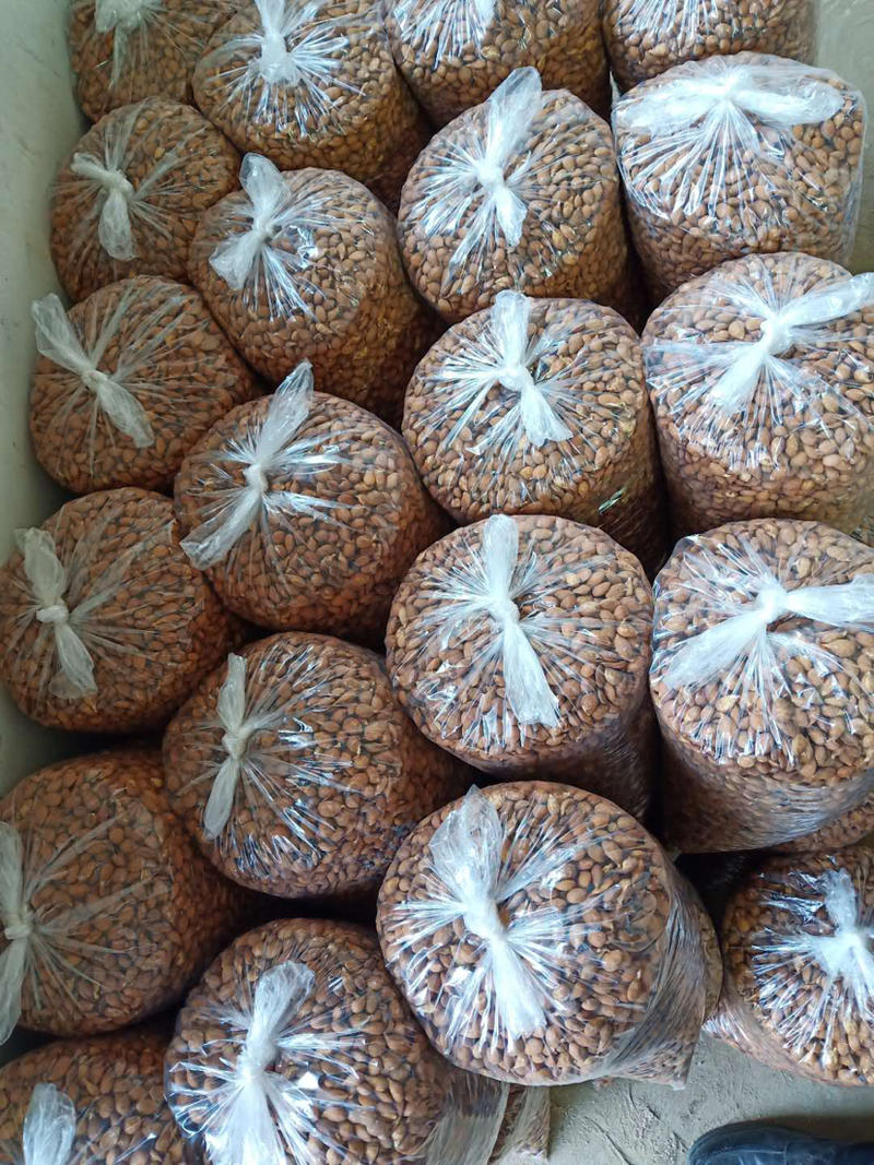 供应优质毛桃种子、手检种子、颗颗饱满，一斤900粒左右