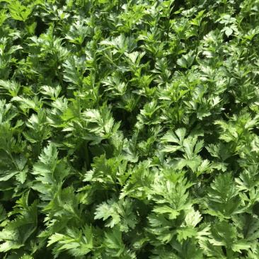 山东芹菜商河芹菜西芹法国皇后精品通品常年有货产地直采