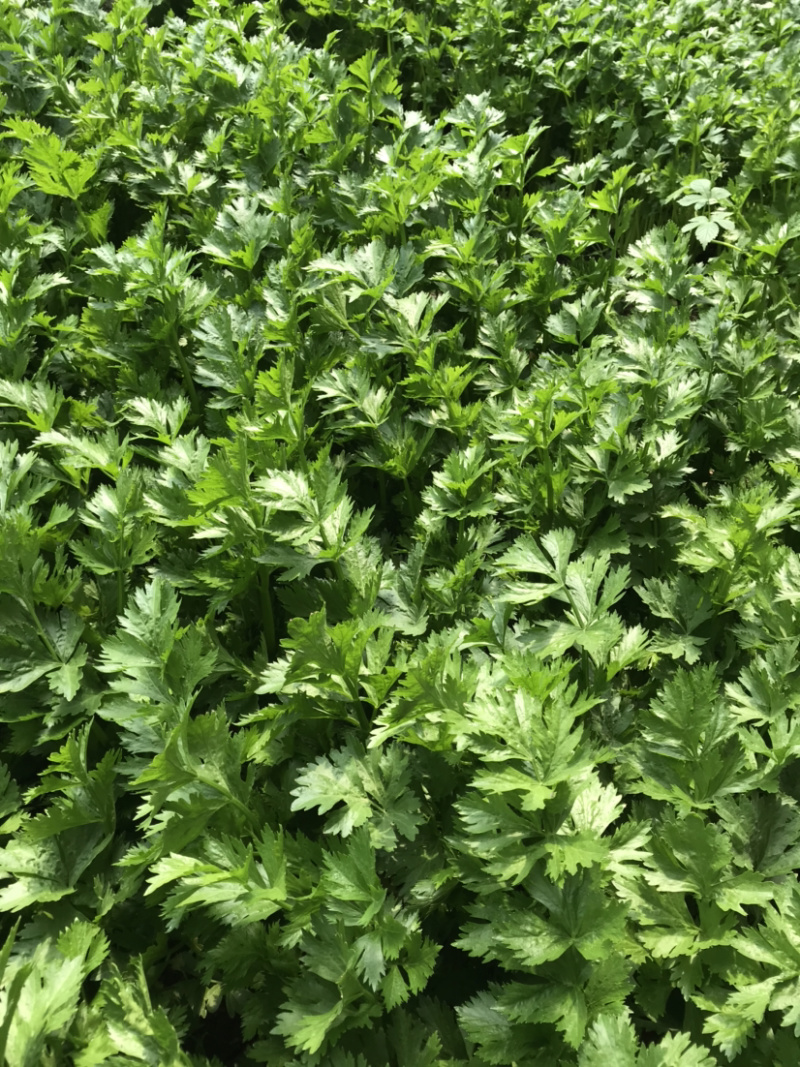 山东芹菜商河芹菜西芹法国皇后精品通品常年有货产地直采