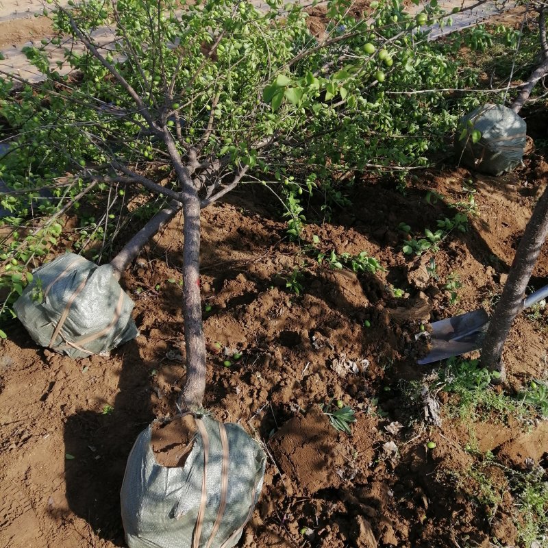 5公分杏树80-100厘米树干苗圃苗