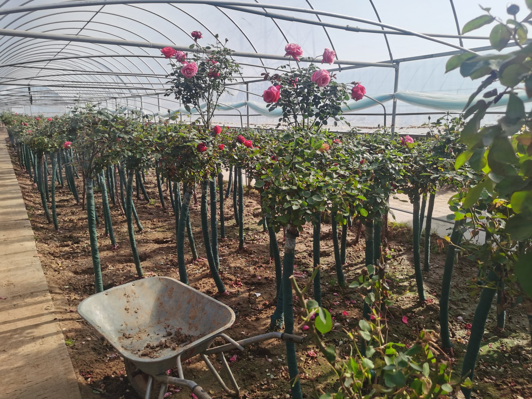 藤本月季冬季保温处理实景图