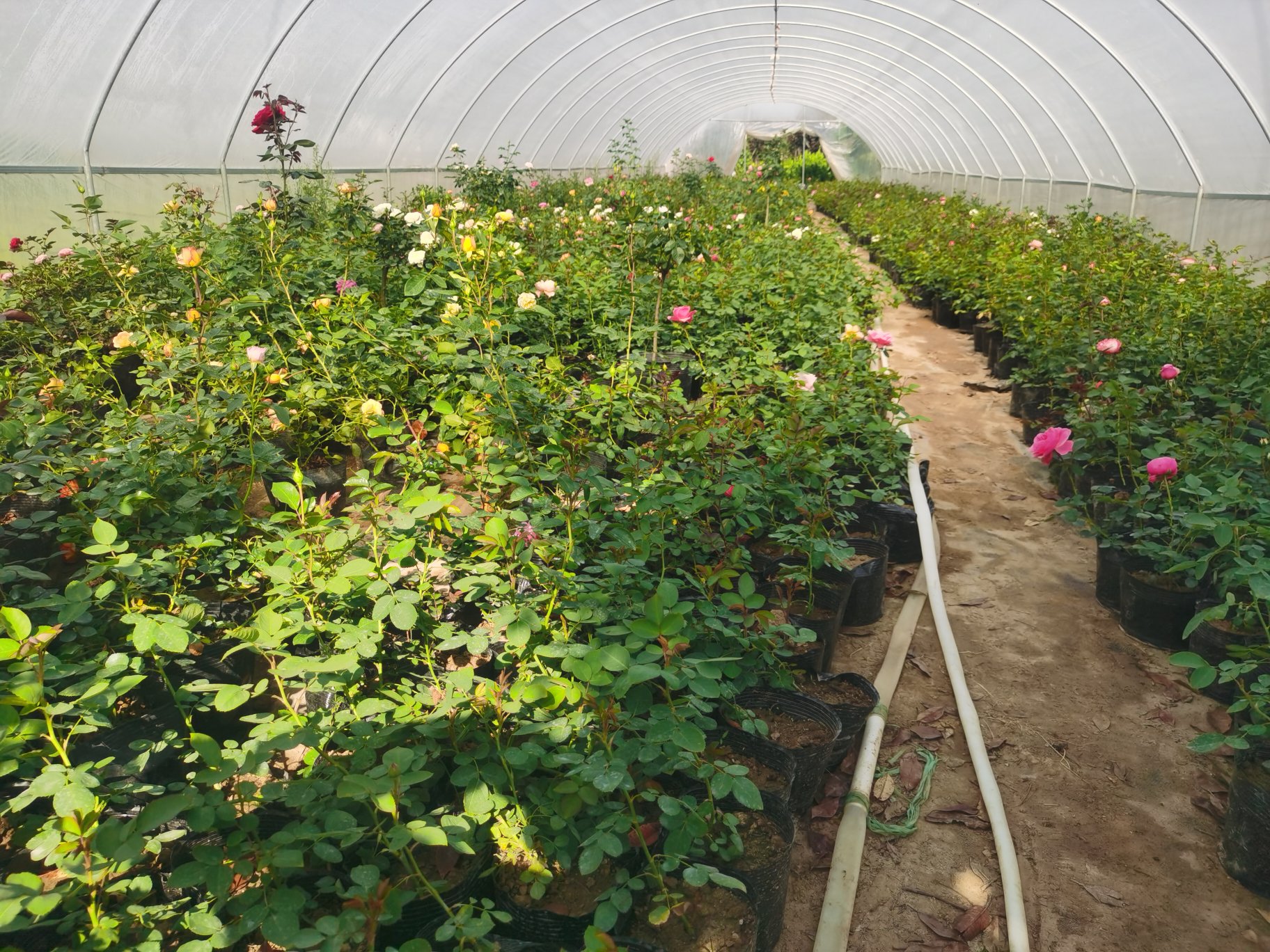 山东沂南县藤本月季种植基地工人进行扦插育苗作业