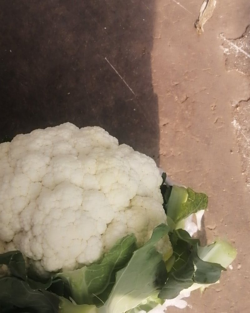 花菜，白花，疙瘩花，松花
