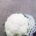 花菜，白花，疙瘩花，松花