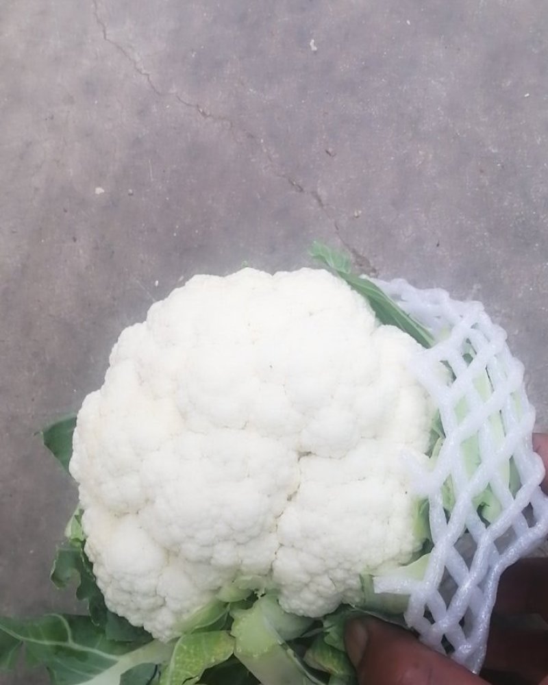 花菜，白花，疙瘩花，松花